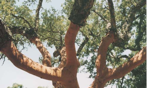 Испанское пробковое дерево